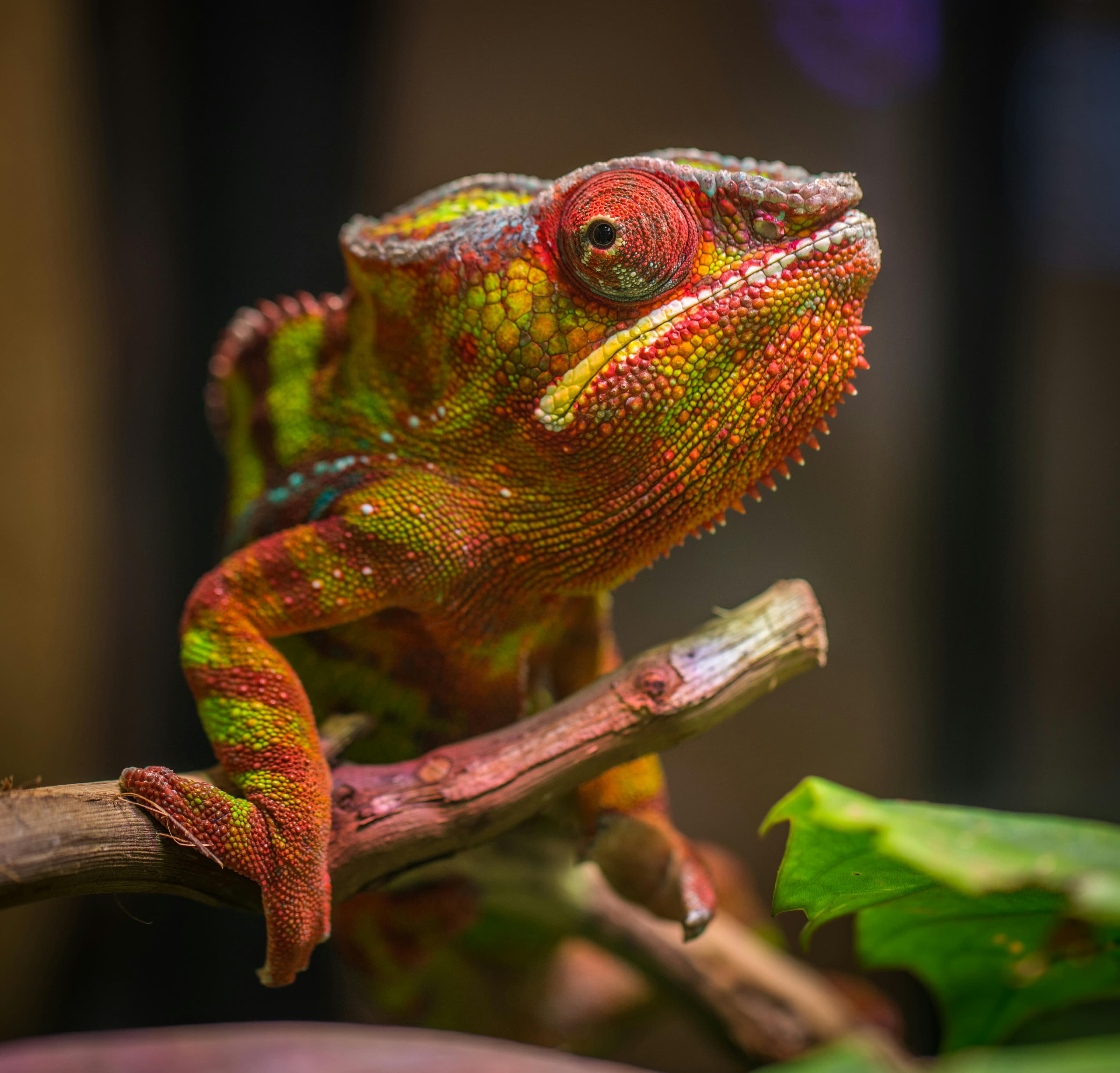 Setup My Reptile