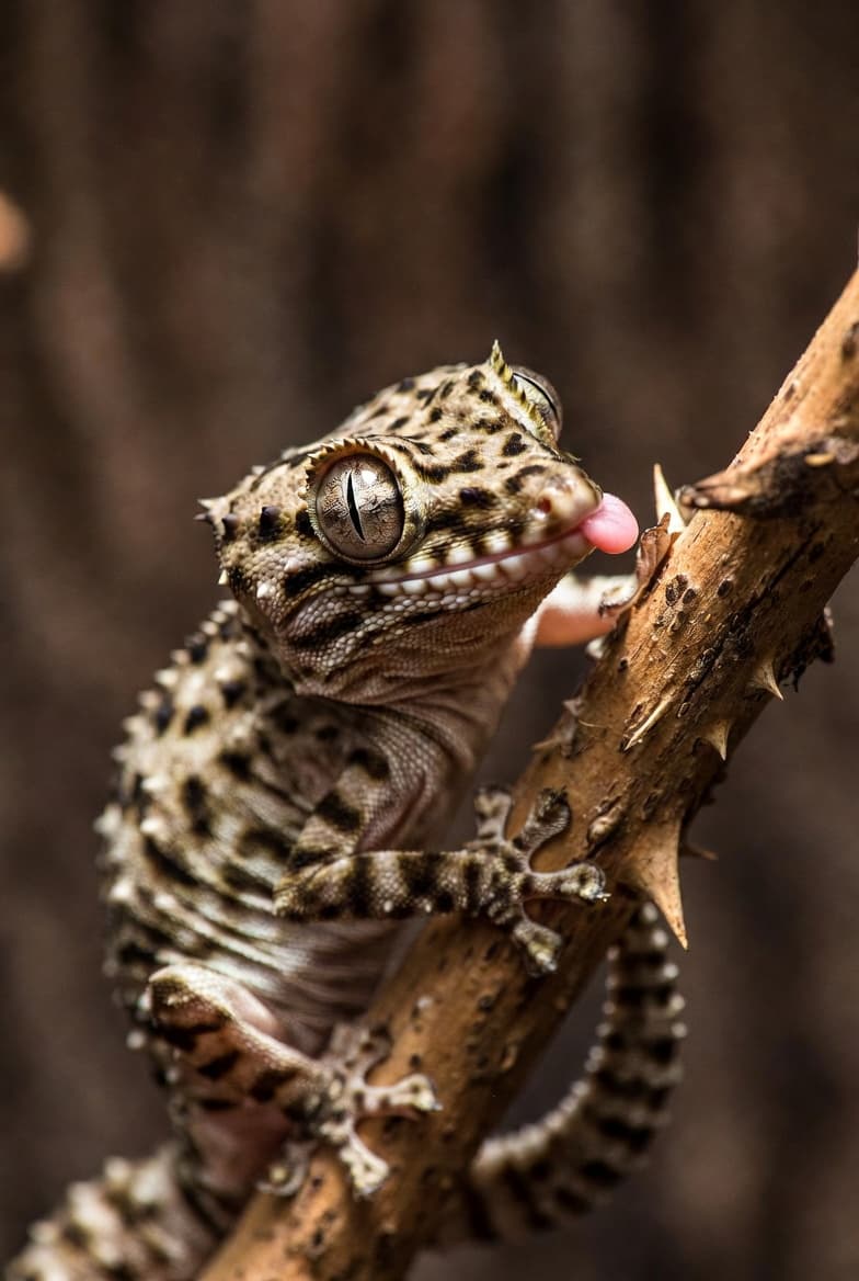 Gargoyle Gecko