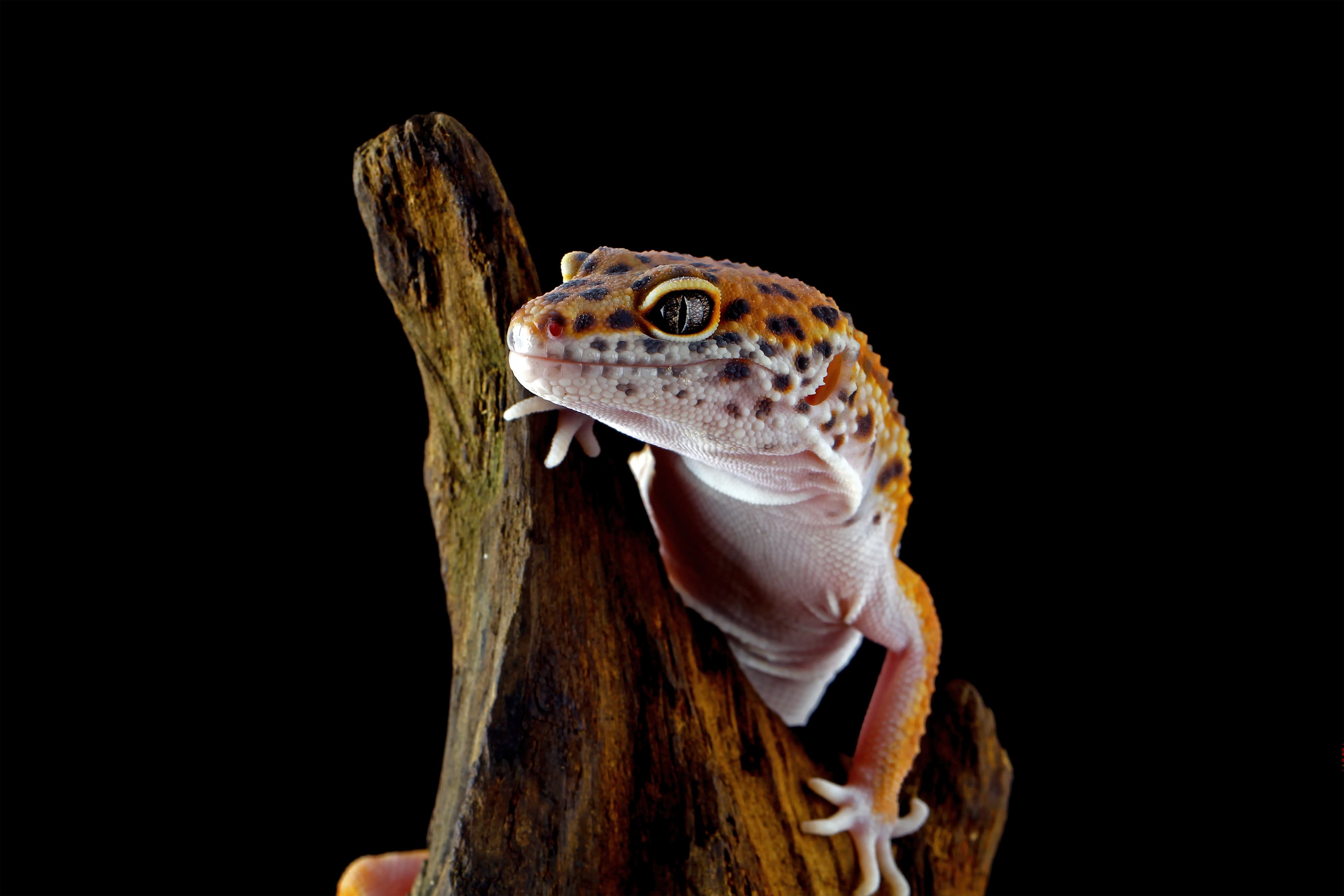 Leopard Gecko