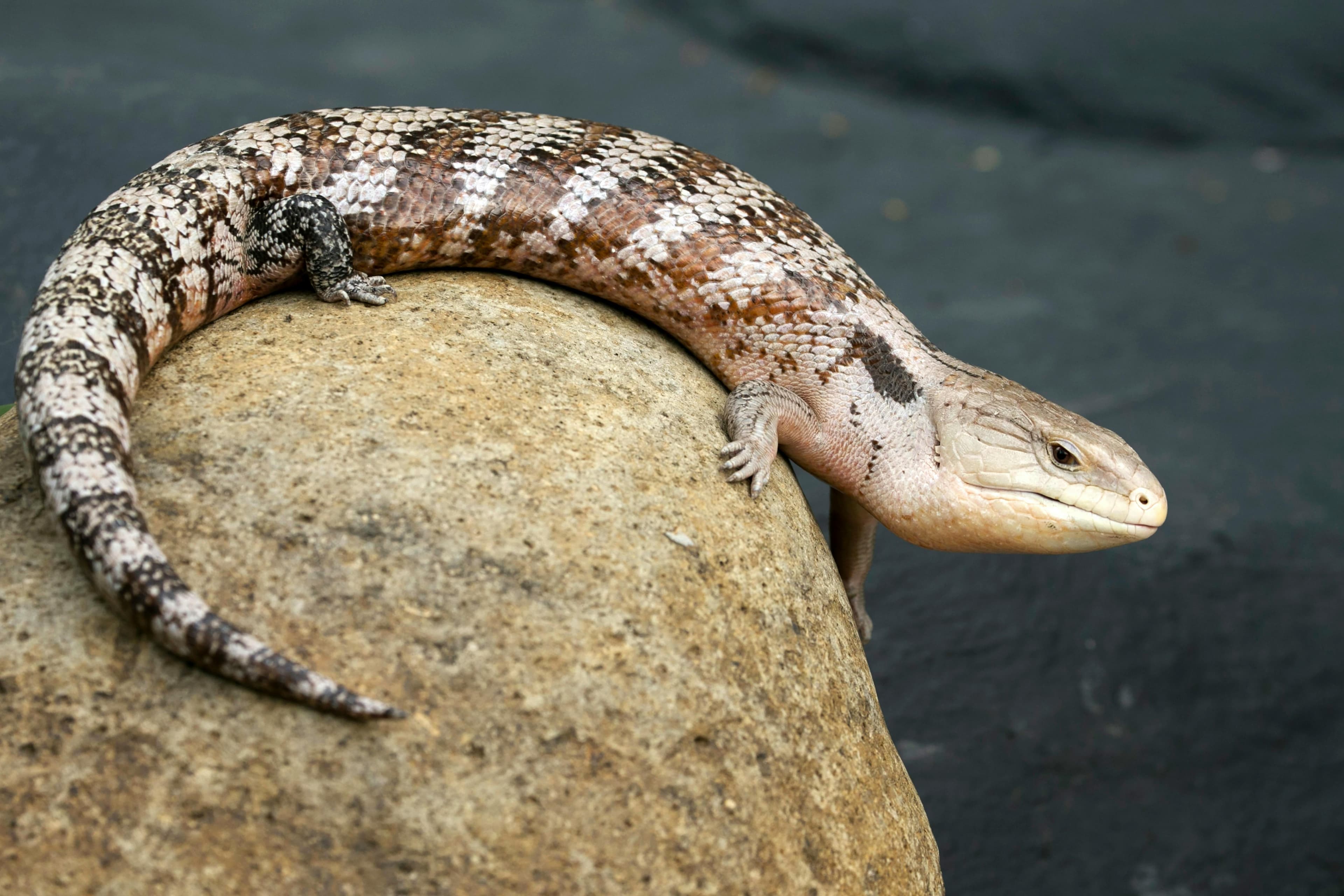 Blue Tongue Skink