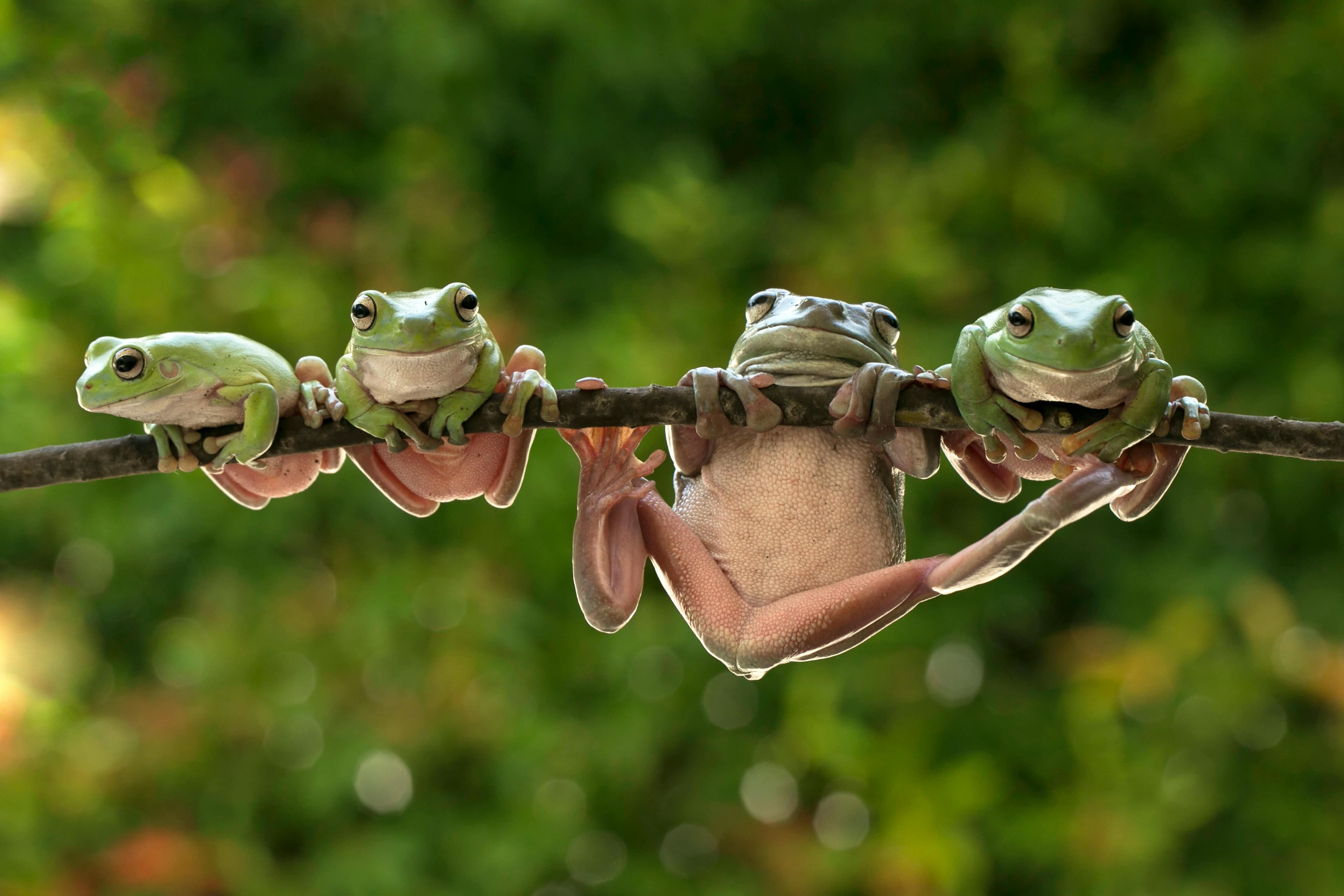 White's Tree Frog