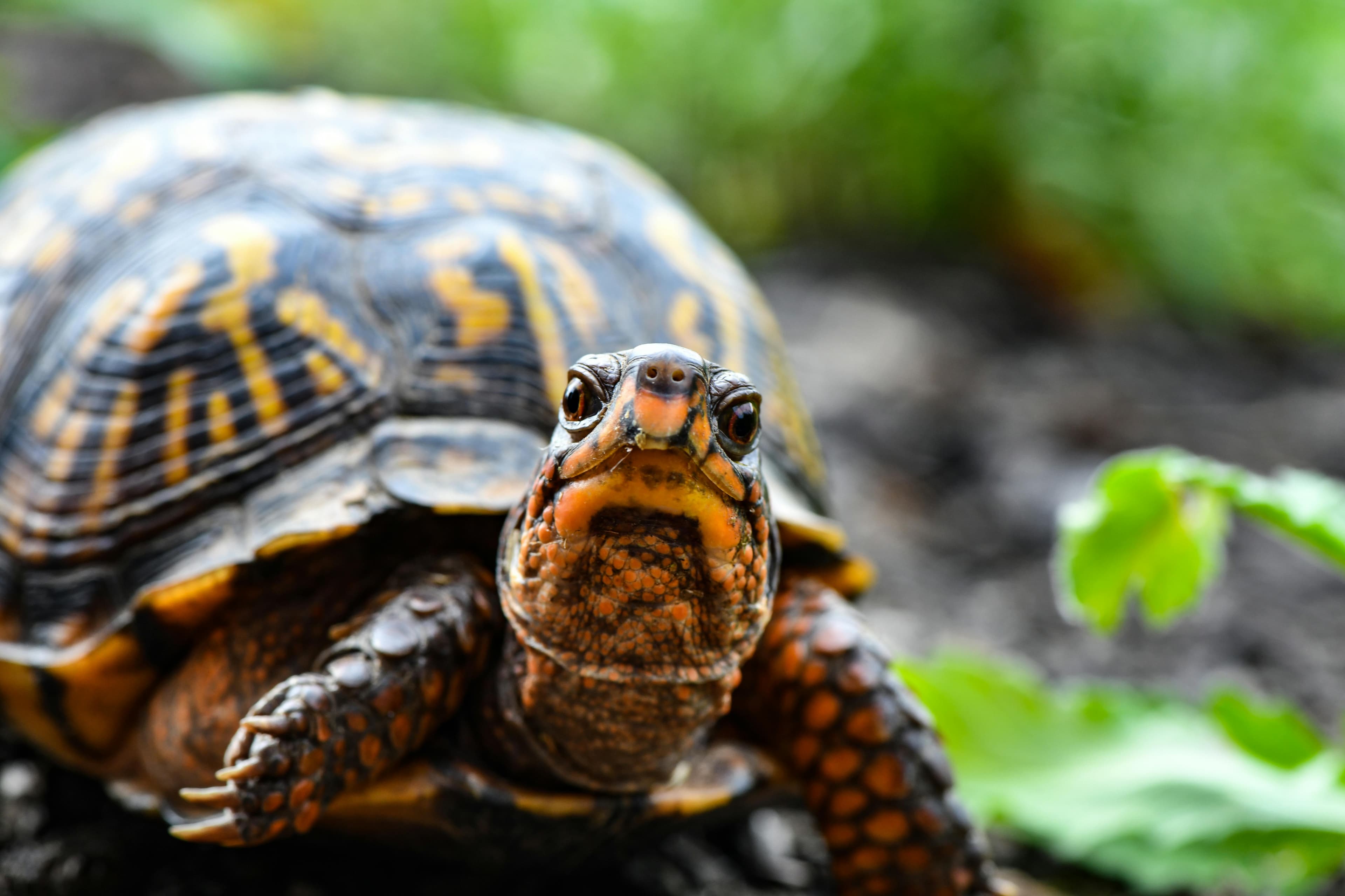Eastern Box Turtle