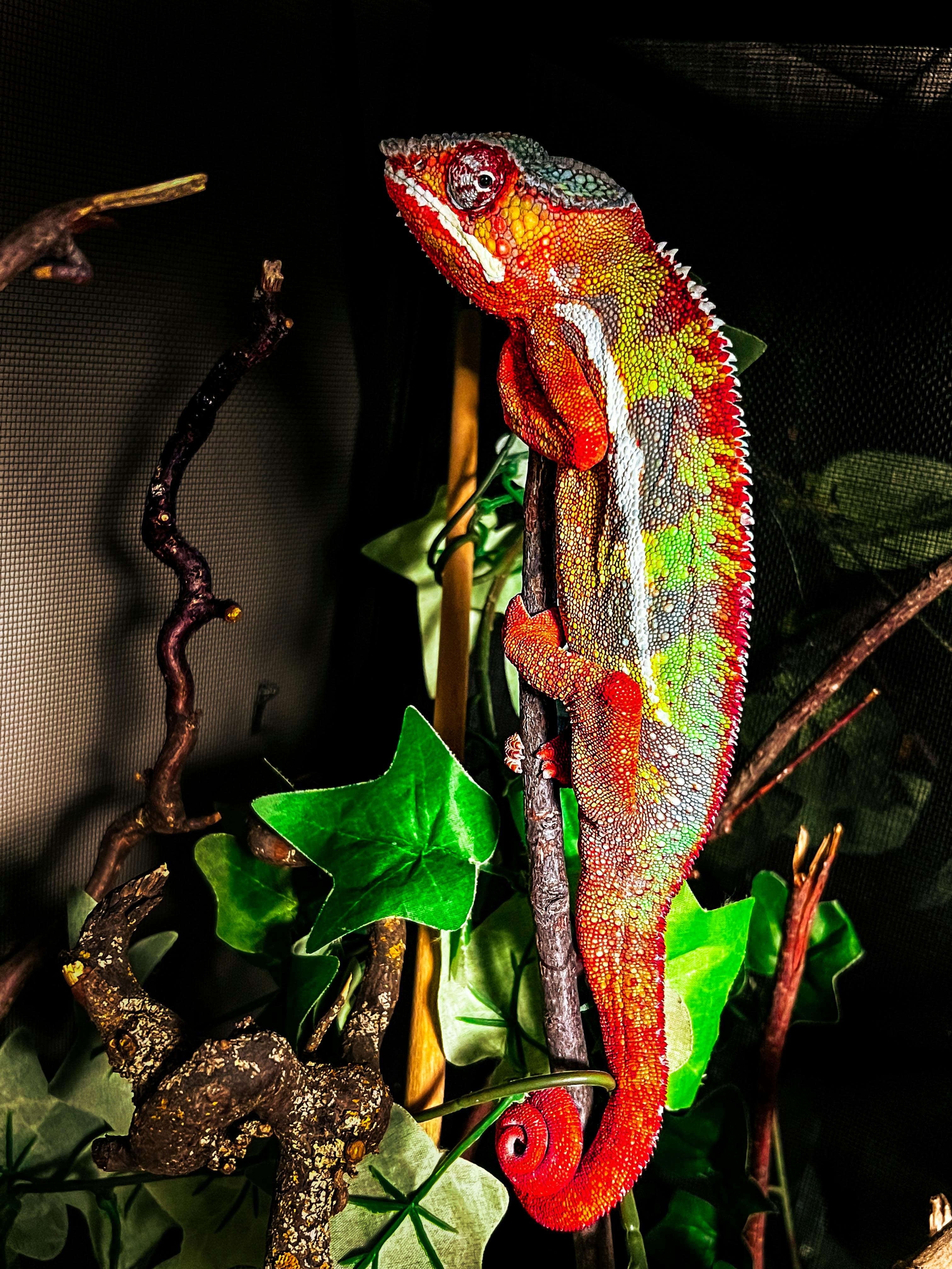 Panther Chameleon