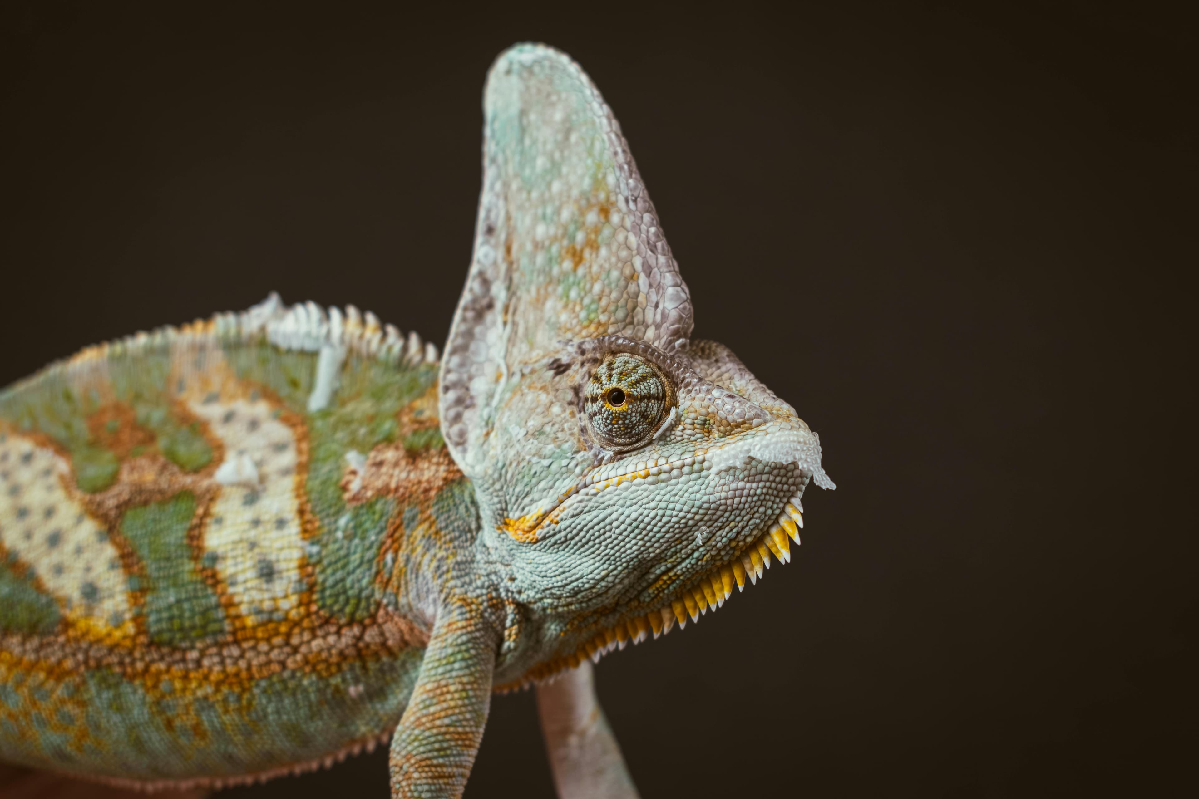 Veiled Chameleon